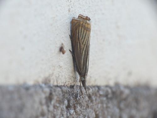 Réf. 211 998 : Chrysoteuchia culmella